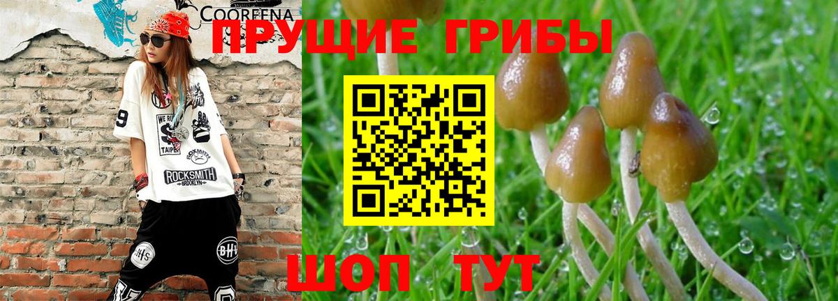 Карпинск  магазин  наркотиков  Вход с VPN  Псилоцибиновые грибы Psilocybe 